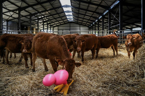 Apprendre à mieux connaître ses vaches pour éviter l'accident | Actualité Bétail | Scoop.it