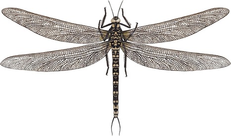 Des libellules, « faucons » du Paléozoïque | EntomoNews | Scoop.it