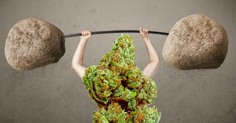 Republicans May Legalize Cannabis in America, Wait, What? - Call Current Efforts Half-Assed and Unorganized | Cannabis.Net | Scoop.it