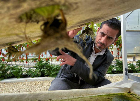Is this the future of agriculture in arid JORDAN? | CIHEAM Press Review | Scoop.it