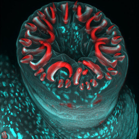 Science et esthétique au rendez-vous du micromonde | Variétés entomologiques | Scoop.it