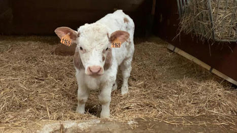 Le Cirbeef, une station expérimentale pour le veau issu du troupeau laitier | Actualités de l'élevage | Scoop.it