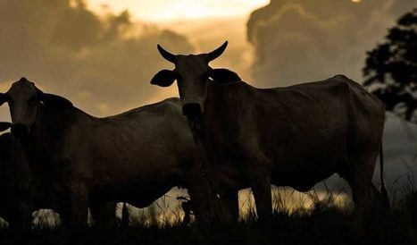 UK supermarkets implicated in Amazon deforestation supply chain: report | Sustainable Procurement News | Scoop.it