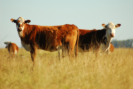 INRA - Quels sont les rôles, impacts et services issus des élevages en Europe ? | SCIENCES DE L' ANIMAL | Scoop.it