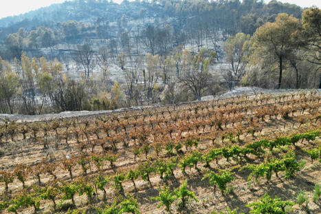Incendie dans l’Aude : des vignes coupe-feu ont-elles manqué ? | Revue de presse du Centre de doc | Scoop.it