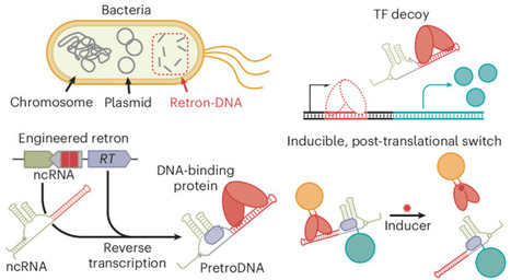 Construction of synthetic protein-binding non-genetic DNA systems in living cells | Nchem | RMH | Scoop.it