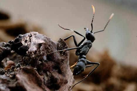 Dans l’univers des influenceurs fourmis : « Il est difficile d’exprimer la joie provoquée par le fait de trouver sa première reine » - Le Monde | Boîte à outils numériques | Scoop.it