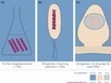 Isotope discrimination provides new insight into biological nitrogen fixation | Plant-Microbe Symbiosis | Scoop.it