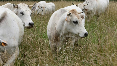 La vache mirandaise prospère et repeuple les prairies du département | Actualités de l'élevage | Scoop.it