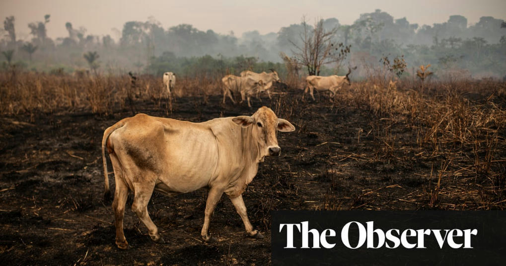 Could AI save the Amazon rainforest? | Artifici...