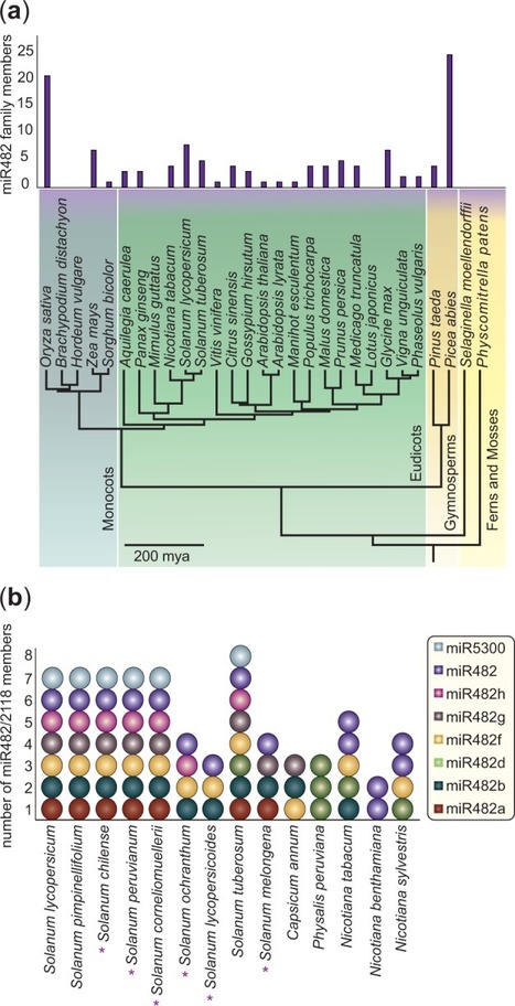 Genome Biology and Evolution: Evolutionarily Dynamic, but Robust, Targeting of Resistance Genes by the miR482/2118 Gene Family in the Solanaceae (2018) | Plant Pathogenomics | Scoop.it