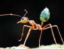 AMAZING NATURE: Weaver ants help flowers get the best pollinator | BIODIVERSITY IS LIFE  – | Scoop.it