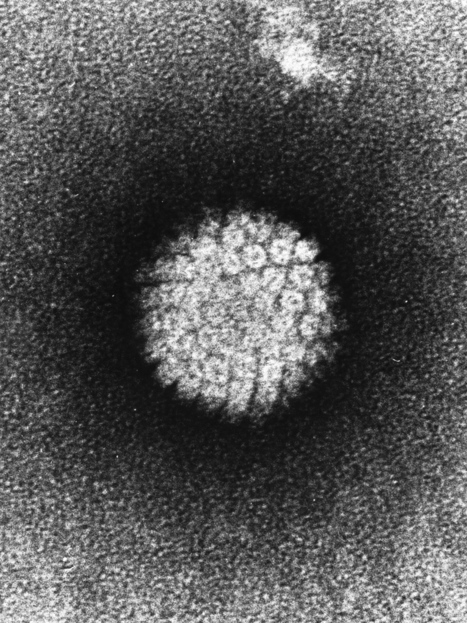 Vaccination programs substantially reduce HPV infections and precancerous cervical lesions | Virus World | Scoop.it