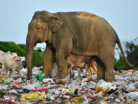 Pollution des plastiques : à Genève, l’enjeu vital d’un traité mondial ambitieux | Biodiversité | Scoop.it