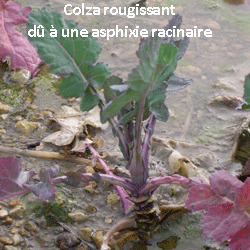 Point colza  : une reprise de végétation effective - CETIOM | Agriculture en Pays de la Loire | Scoop.it