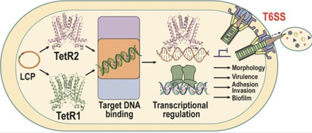 Structural and mechanistic insights into the tr...