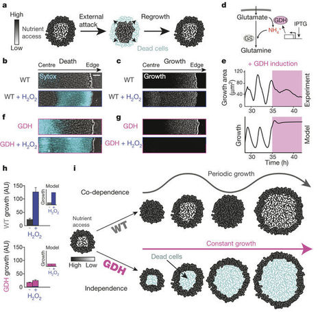 Metabolic co-dependence gives rise to collective oscillations within biofilms | RMH | Scoop.it
