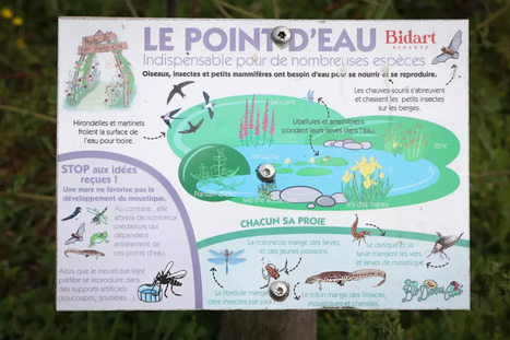 Cr&eacute;er des mares en pleine ville&nbsp;: une jolie mani&egrave;re de lutter contre les moustiques | Les Colocs du jardin | Scoop.it