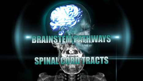 Receptors, Brainstem Pathways And Spinal Cord Tracts | El Paso, TX. | Spine Health & Spinal Hygiene | Scoop.it