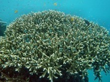 Mining company escapes Great Barrier Reef compensation payments and strict operating conditions | Coastal Restoration | Scoop.it