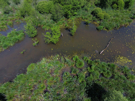 LigérO - observatoire de l'état des zones humides du bassin de la Loire | Biodiversité | Scoop.it