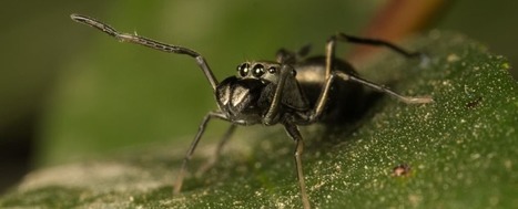 &Agrave; l'occasion de la journ&eacute;e mondiale des intelligences animales, les sp&eacute;cialistes insistent sur l'adaptabilit&eacute; des animaux | EntomoScience | Scoop.it