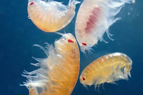 Dans la nuit arctique, une nouvelle proie nommée méduse | EntomoNews | Scoop.it