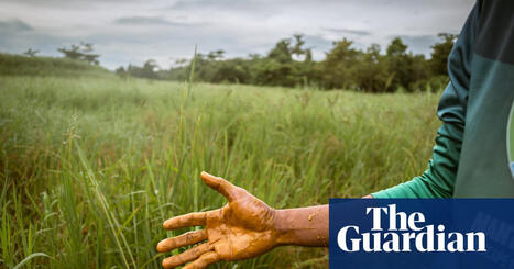 &lsquo;The last frontier&rsquo;: how red globules of nickel ore are suffocating an island&rsquo;s precious wilderness | Mining | by&nbsp;Tess McClure | TheGuardian.com | @The Convergence of ICT, the Environment, Climate Change, EV and HEV Transportation & Distributed Renewable Energy | Scoop.it