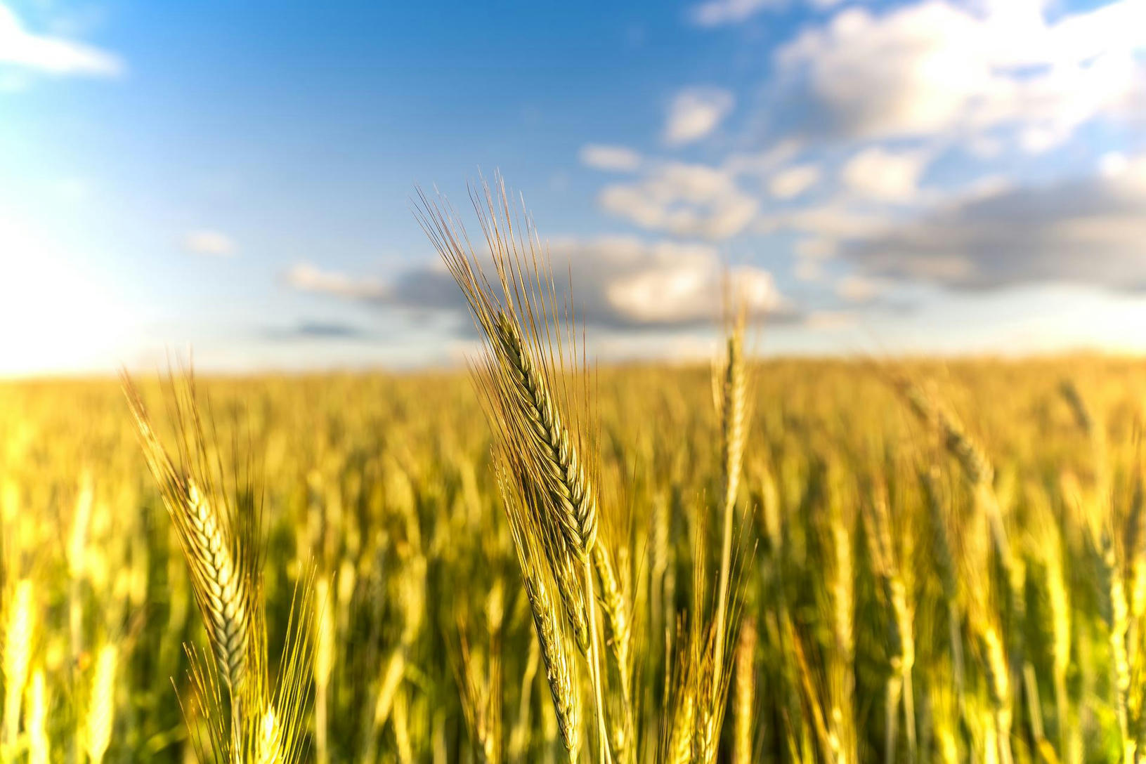 CEREALS the key to food security in the Medit...