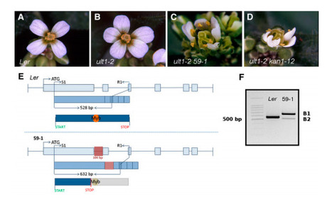 ULTRAPETALA trxG Genes Interact with KANADI Transcription Factor Genes to Regulate Arabidopsis Gynoecium Patterning | SEED-DREAM Lab info | Scoop.it