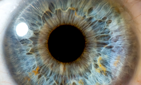 Eyes are 500 million years old (ScienceAlert) | Salud Visual 2.0 | Scoop.it