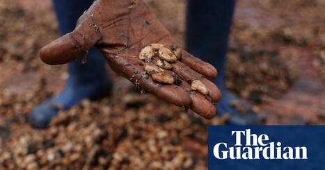 EU’s ‘chocolate crisis’ worsened by climate breakdown, researchers warn | Climate crisis | The Guardian | Operation Deimos | Scoop.it
