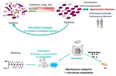 Repérer et utiliser les bactéries clés du microbiote intestinal pour promouvoir son effet barrière contre les bactéries pathogènes multirésistantes aux antibiotiques | Life Sciences Université Paris-Saclay | Scoop.it