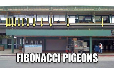 FIBONACCI PIGEONS.... | Science News | Scoop.it