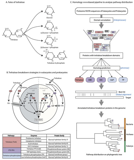 Evolutionary analysis of Trehalose breakdown pathways | brve | RMH | Scoop.it