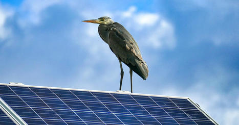 L'Ademe et l'OFB lancent un suivi des oiseaux dans les parcs photovoltaïques - Actu-environnement | Biodiversité | Scoop.it