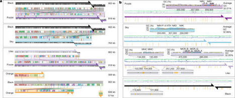Borgs are giant genetic elements with potential to expand metabolic capacity | SynBioFromLeukipposInstitute | Scoop.it