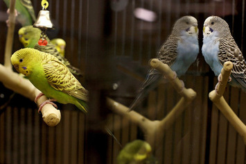 PetSmart Will Be Acquired for $8.3 Billion by BC Partners | Family Office & Billionaire Report - Empowering Family Dynasties | Scoop.it