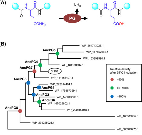 Design of ancestral protein-glutaminase with improved thermal stability | aem | RMH | Scoop.it