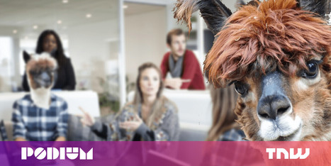 What owning an alpaca farm has taught me about running a tech startup | Tampa Florida Marketing | Scoop.it