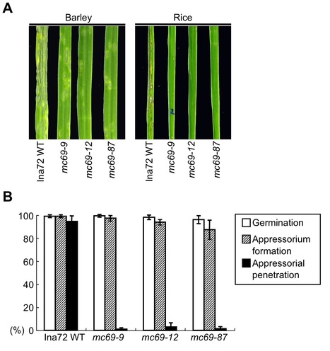 PLoS Pathogens: Large-Scale Gene Disruption in Magnaporthe oryzae Identifies MC69, a Secreted Protein Required for Infection by Monocot and Dicot Fungal Pathogens (2012) | Publications | Scoop.it