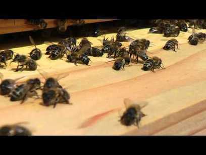 [Vidéo] Abeille - Histoire d’une intoxication | Variétés entomologiques | Scoop.it