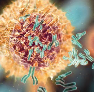 Best Selling Monoclonal Antibodies 2013 | Immunology and Biotherapies | Scoop.it