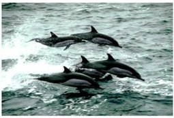 Collectivit&eacute; sur les r&eacute;seaux sociaux : seule ou en meute ? | Thebault Marc | Collectivit&eacute;s territoriales et m&eacute;dias sociaux : | Scoop.it