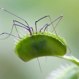 Percevoir et bouger : les plantes aussi ! | EntomoScience | Scoop.it