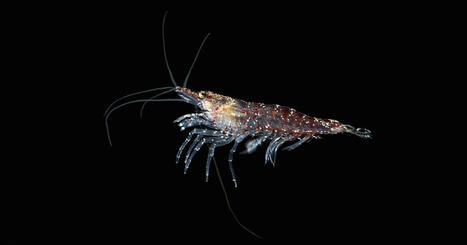 En Antarctique, le krill séquestre autant de carbone que les mangroves tropicales | Changement climatique & Biodiversité | Scoop.it