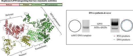 A four-in-one replicase integrating key enzymatic activities for DNA replication | nar | RMH | Scoop.it
