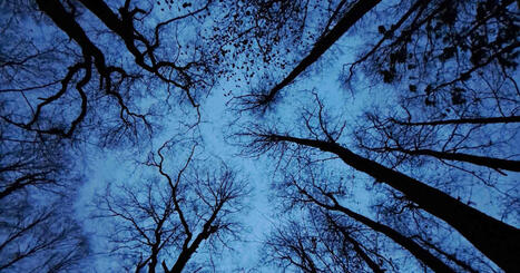 H&auml;m&auml;h&auml;kit, pimeys ja suurpedot pelottavat suomalaisia &ndash; vertaa omia pelkojasi muiden kokemuksiin | Yle Luonto | Yle | 1Uutiset - Lukemisen t&auml;hden | Scoop.it