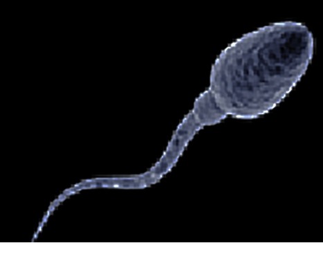 Infertilit&eacute; masculine : le sperme manquerait simplement de taurine | Bio&eacute;thique & Procr&eacute;ation | Scoop.it