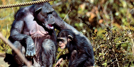 For the First Time Ever, Scientists Observed Chimpanzees Caring For a Disabled Infant | Empathy and Animals | Scoop.it